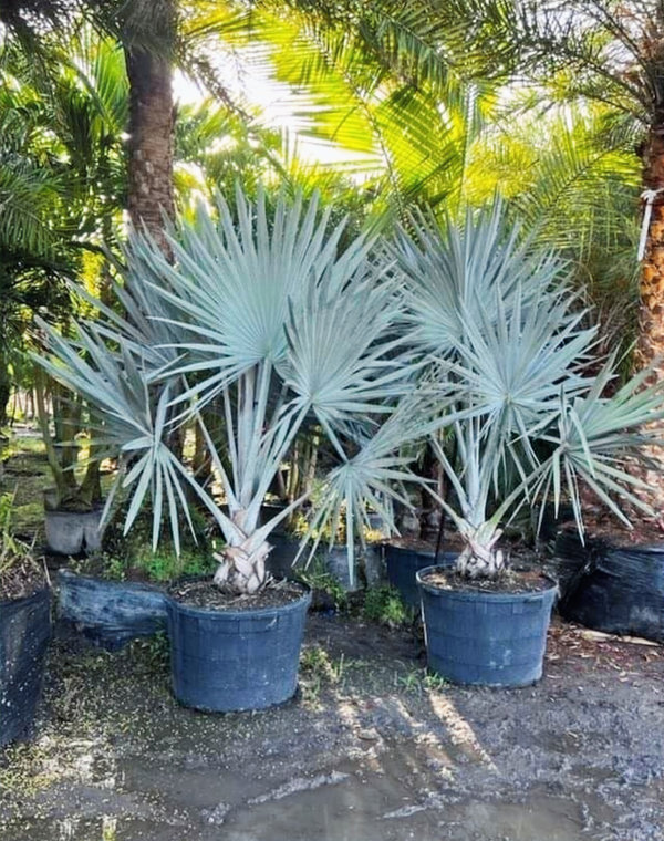 Bismarck Fan Palm