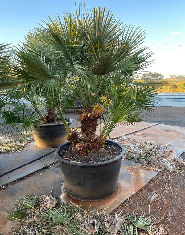 European Fan Palm
