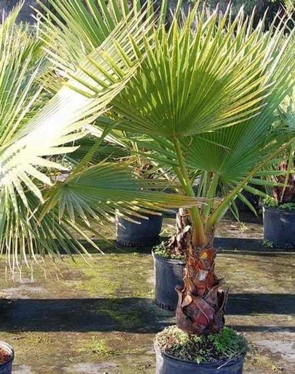 Mexican Fan Palm