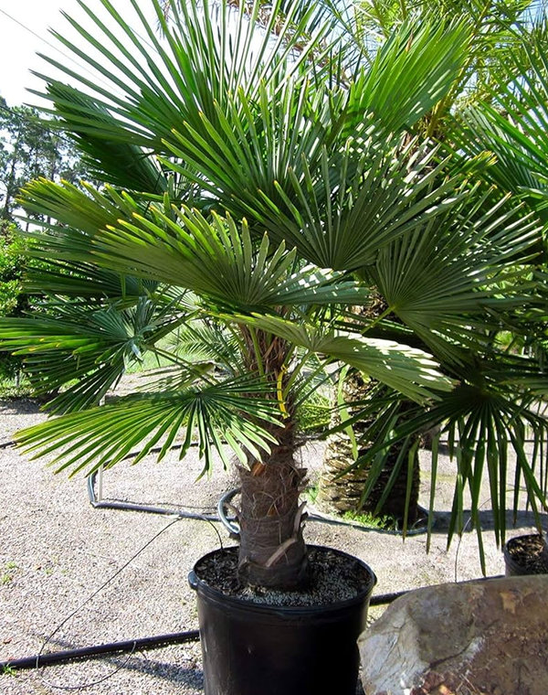Windmill Palm Tree